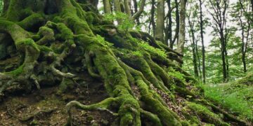 Το δέντρο που περπατάει