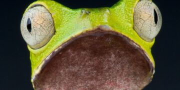 Πράγματα που δεν γνωρίζατε για τα βατράχια