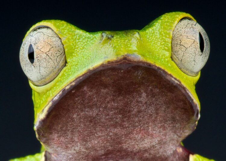 Πράγματα που δεν γνωρίζατε για τα βατράχια