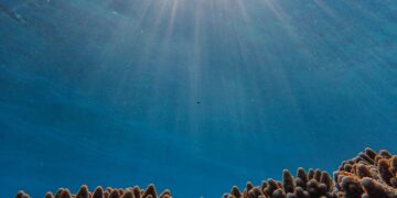 Ζωή στα βάθη: Πώς επιβιώνουν οι οργανισμοί στον βυθό