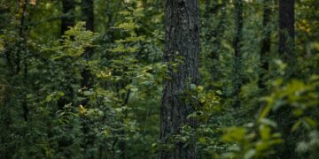 Πόσα χρόνια χρειάζεται ένα δάσος για να αναγεννηθεί;