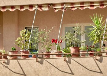 5 φυτά που δεν πρέπει να λείπουν από το μπαλκόνι σας
