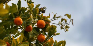 Γιατί η Αθήνα είναι γεμάτη νεραντζιές;