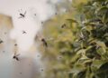 Ο φυσικός τρόπος να αποφύγετε τα κουνούπια