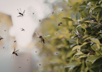 Ο φυσικός τρόπος να αποφύγετε τα κουνούπια