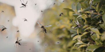 Ο φυσικός τρόπος να αποφύγετε τα κουνούπια