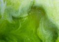 Πώς θα ξεχωρίσουμε την καλή matcha;