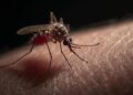 Γιατί τα κουνούπια τσιμπούν κάποιους ανθρώπους περισσότερο από άλλους;