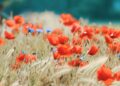 Τα πιο παράξενα λουλούδια του κόσμου