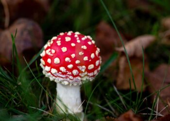 Πόσα είδη μανιταριών υπάρχουν;
