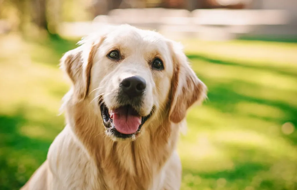 Golden Retriever